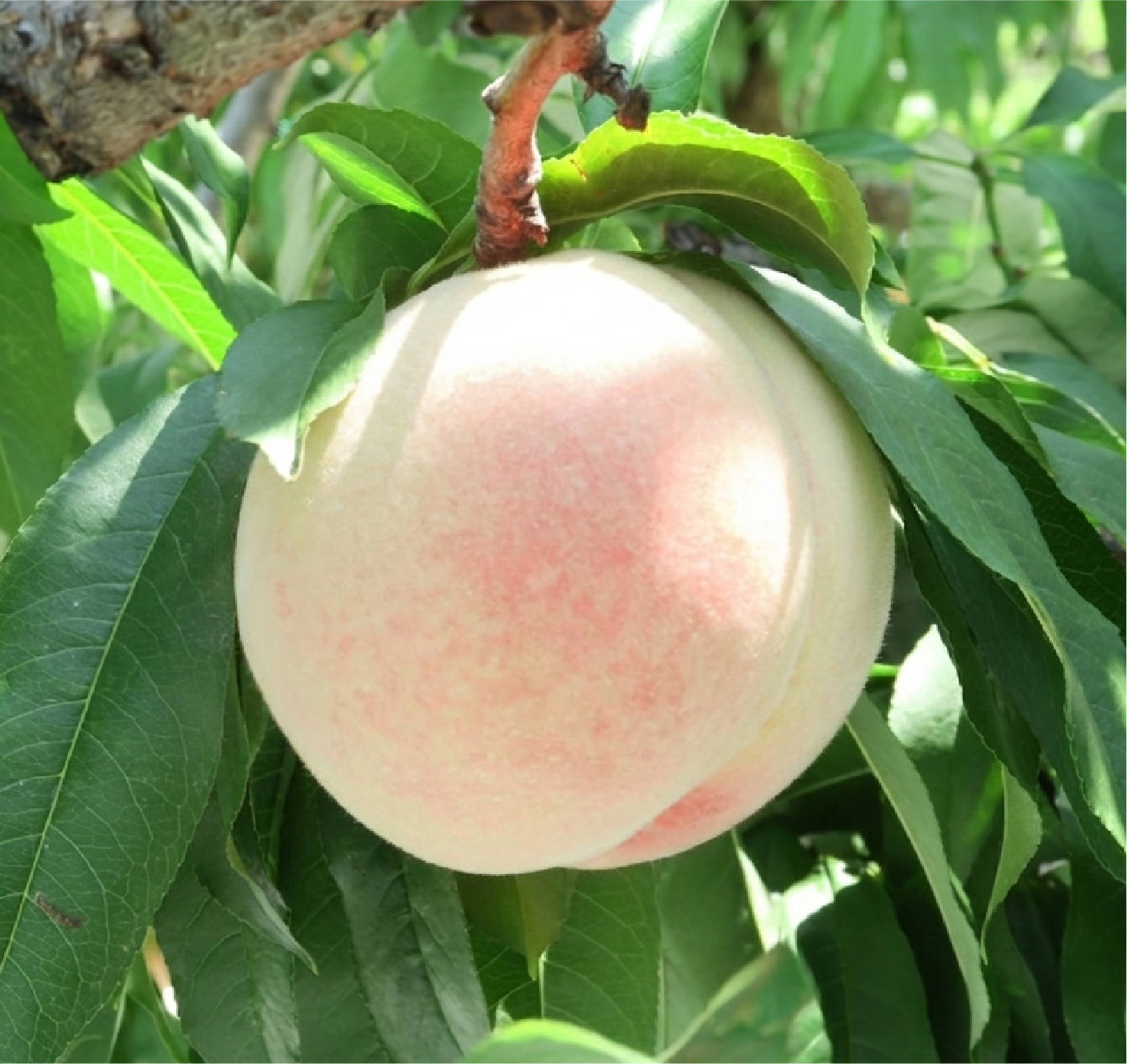 夢白桃 | 吉田果物店｜倉敷ぶどう農園・果物直売所